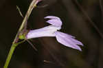 Glade lobelia